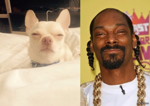 Снуп дог и его собака