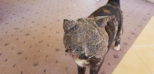 Кот запылился