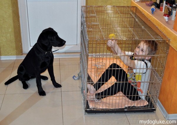 Домашнее животное в клетке