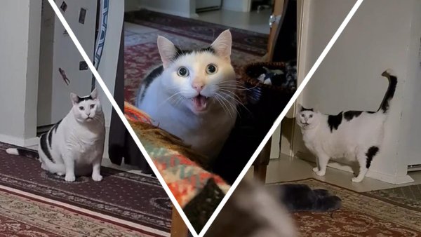 Мем ТИКТОК кот Бендер