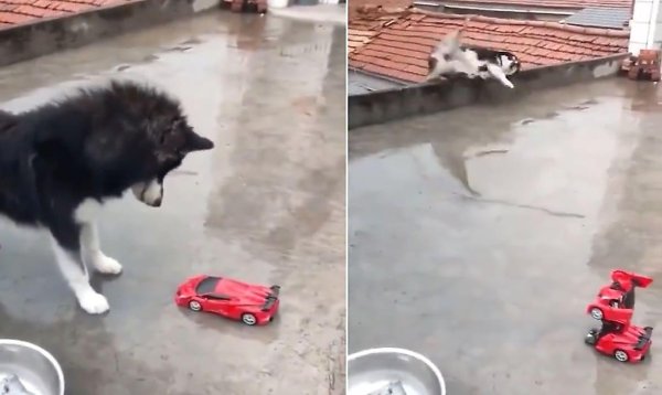 Собака уронила игрушку