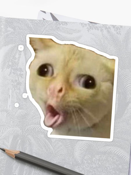 Белый кот Мем