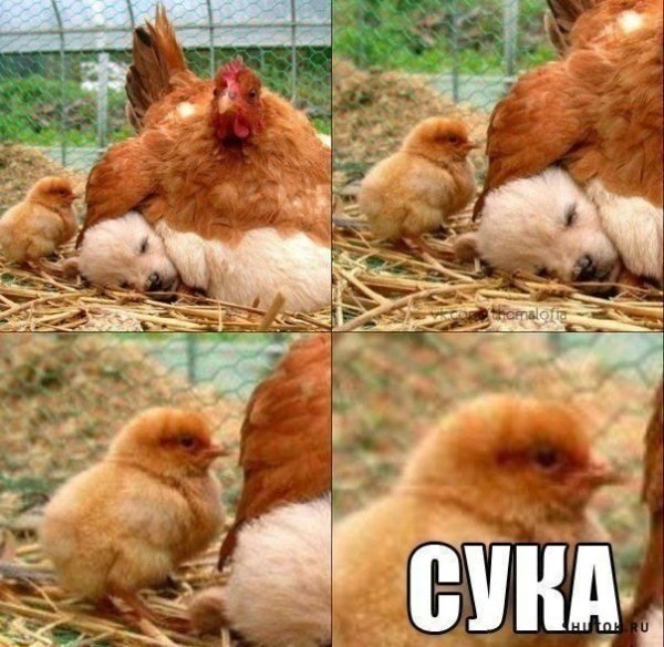 Мемы с курами
