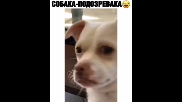 Собака подозревака пикабу