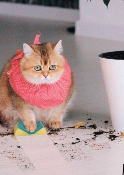 Кошки убираются в доме