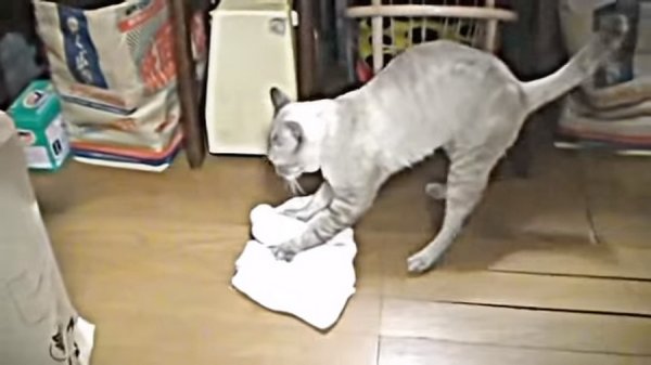 Кошка убирается