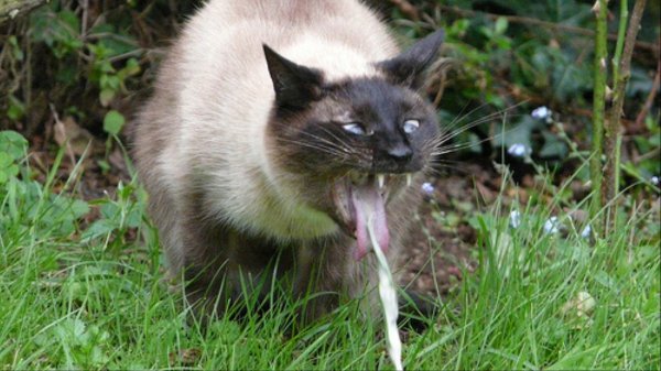 Котик рыгает