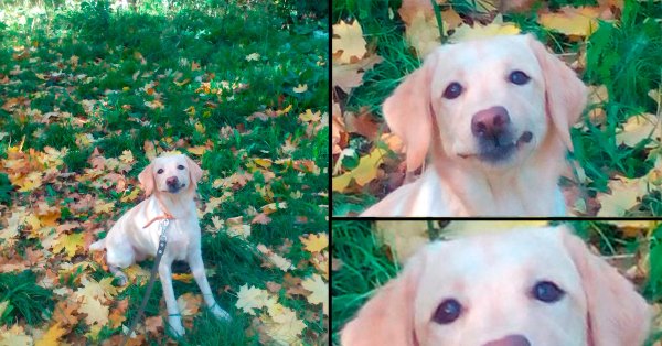 Мемы с собаками