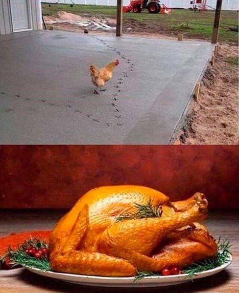 Курица и кот