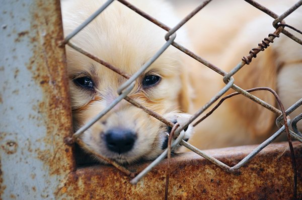 Щенки в приюте