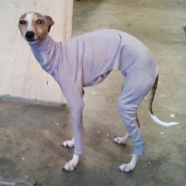 Фотография сутулой собаки