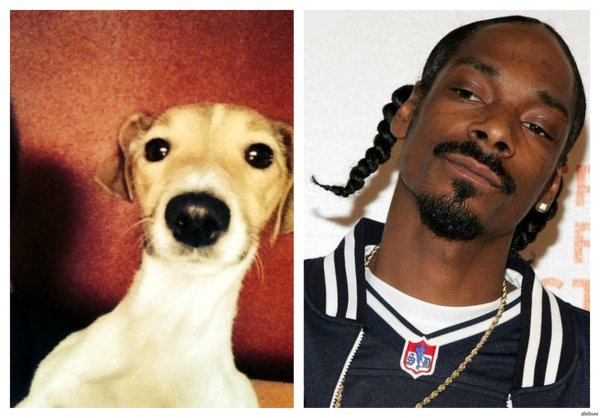 Снуп дог собака порода