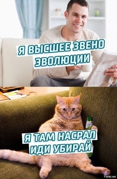 Кот убирает Мем