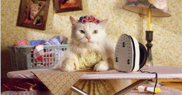 Кот на хозяйстве