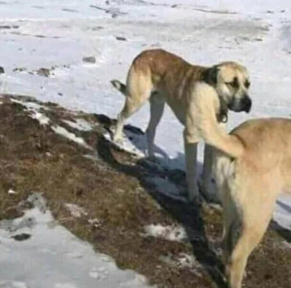 Собака сует лапу в собаку