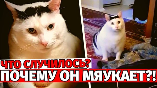 Кот кивает и мяукает Бендер