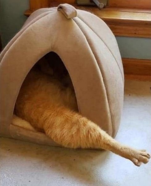 Умиление Мем кот