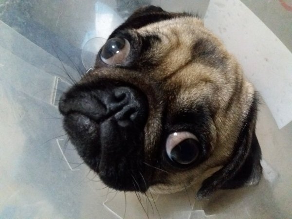 Пучеглазый Мопс