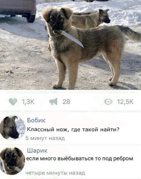 Мемы с собаками