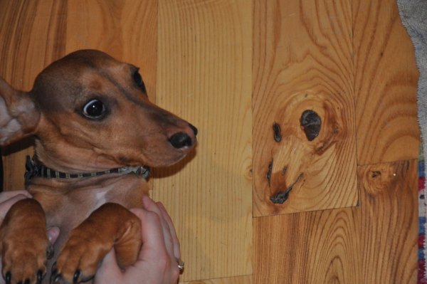 Собака удивляка