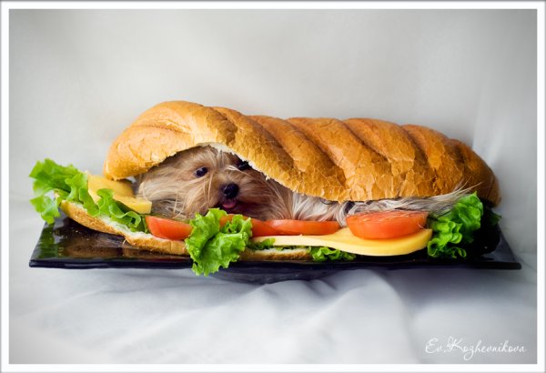 Смешная еда