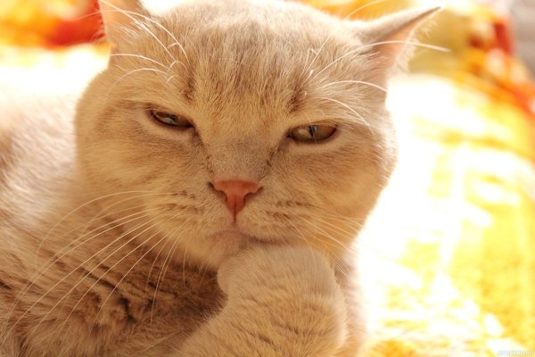 Внимательный кот