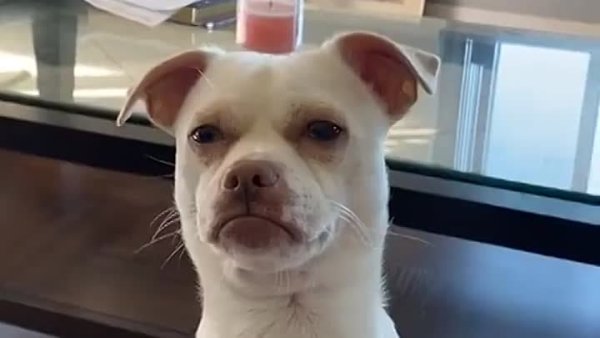 Подозревака гифка