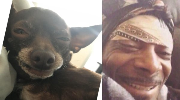 Чихуахуа снуп дог