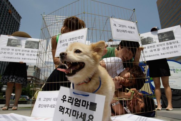 Собачатина в Южной Корее