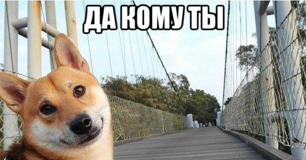 Пикча с собакой