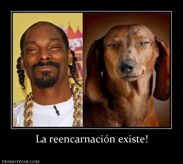 Снуп дог мемы