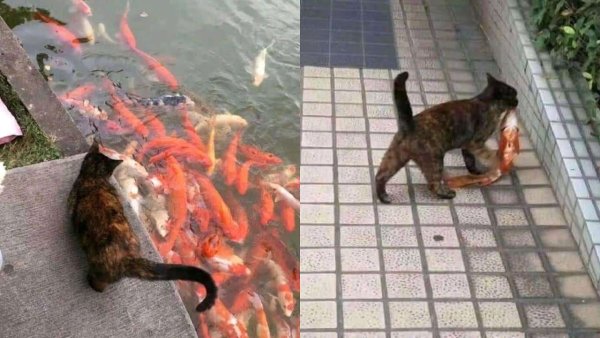 Вы Рыбов продаете Мем про котов