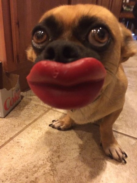 Смешные щенки