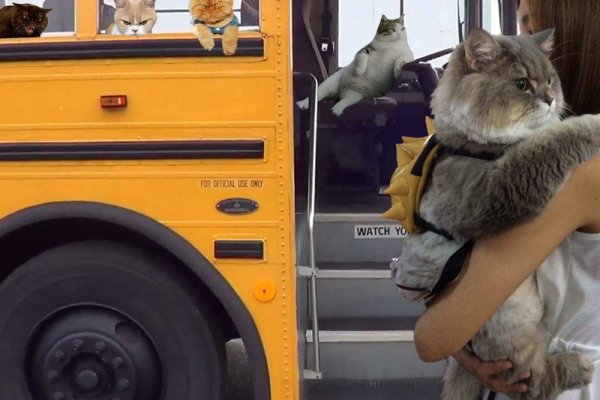 Коты в общественном транспорте