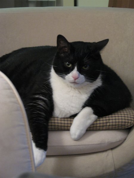 Толстый черный кот