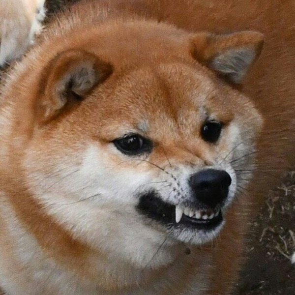 Собака из мемов рыжая