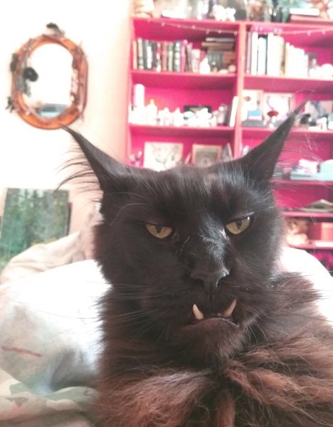 Мейн кун черный