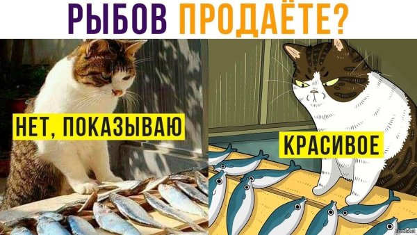Коты вы продаете Рыбов