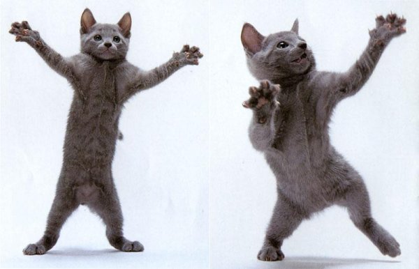 Коты танцуют