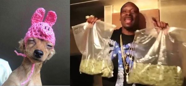 Снуп Догг и его собака