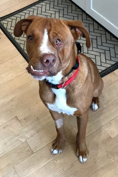 Собаки необычных пород