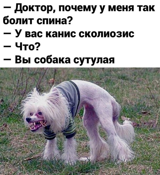 Собака сутулая прикол