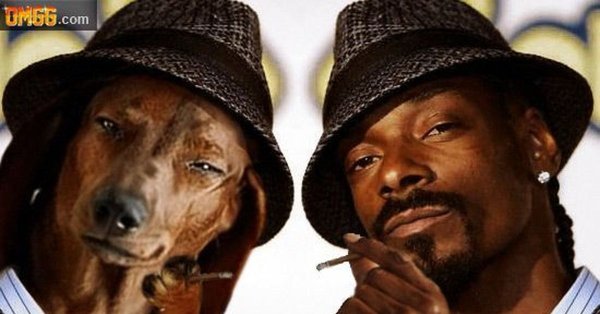 Собака снуп дог