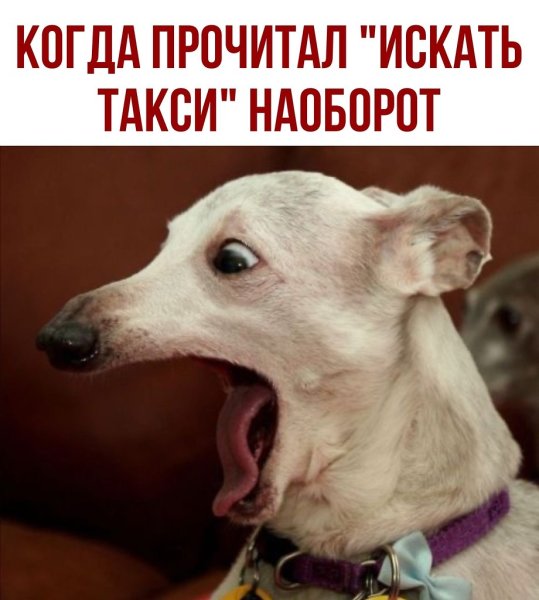 Ах тыж хитрая морда