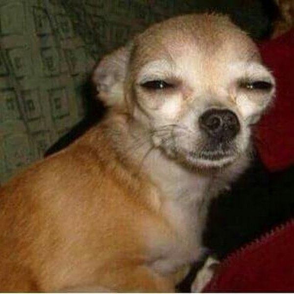 Чихуахуа подозревака