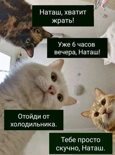Наташа и котики мемы