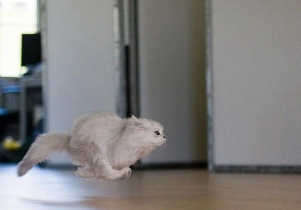 Кот бегает по квартире
