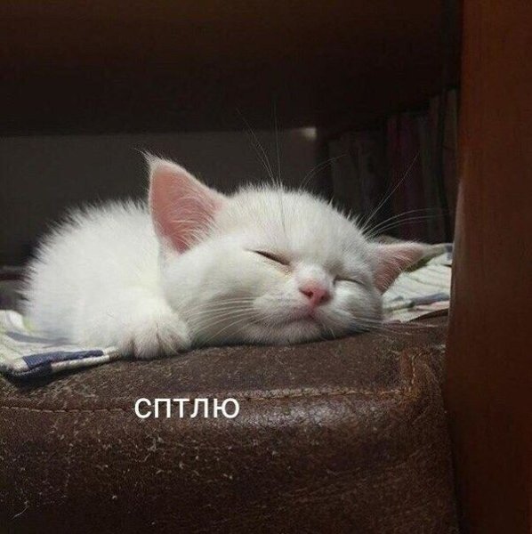 Спящий котик