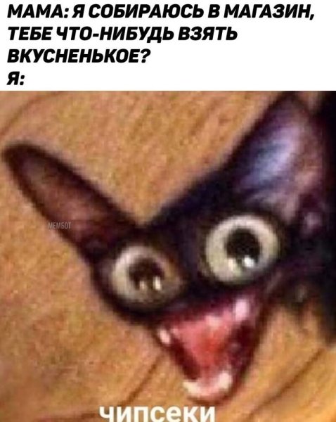 Кот с вытаращенными глазами