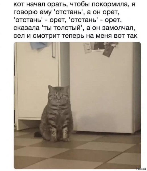 Просто кот Мем